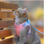 Harnais pour chat